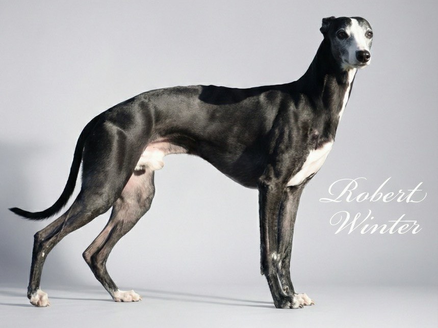 Отец помёта Collooney Black Comet